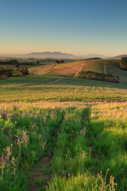 Winelands