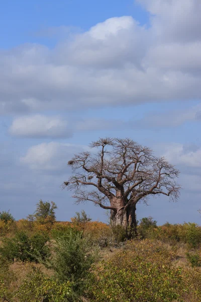 Büyük baobab — Stok fotoğraf