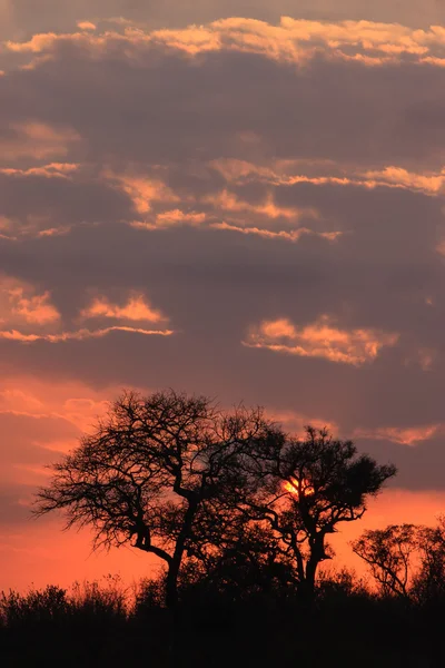 Sunrize en llanuras de elefantes — Foto de Stock