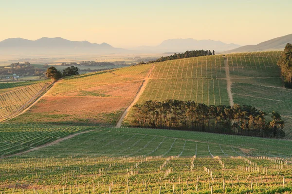 Winelands — Zdjęcie stockowe