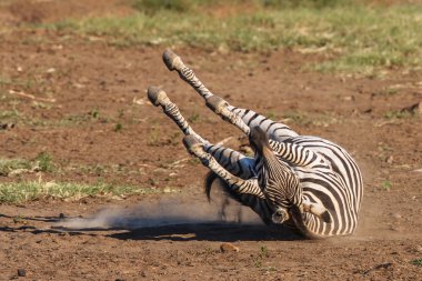 Burchells Zebra