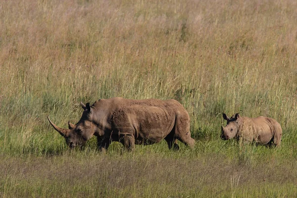 Afrikalı beyaz rhino — Stok fotoğraf