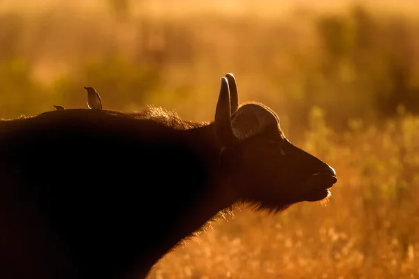 Buvol africký — Stock fotografie