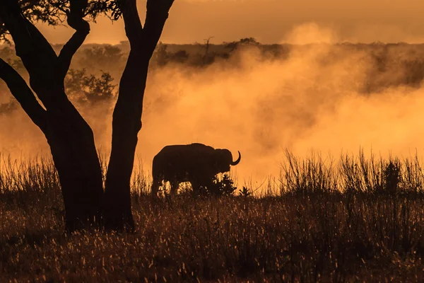 Dammiga buffalo Stockbild