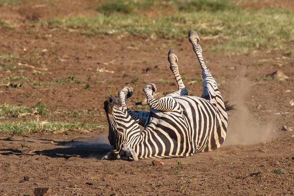 Burchells Zebra Imagem De Stock