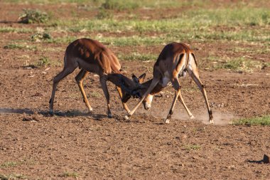 Impala rams mücadele