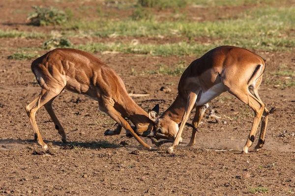 Impala-Widder kämpfen — Stockfoto