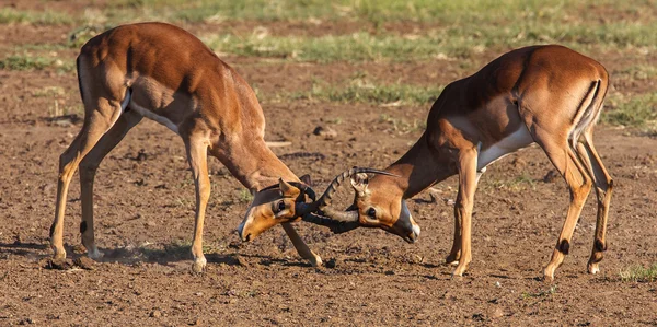 Impala carneros luchando — Foto de Stock