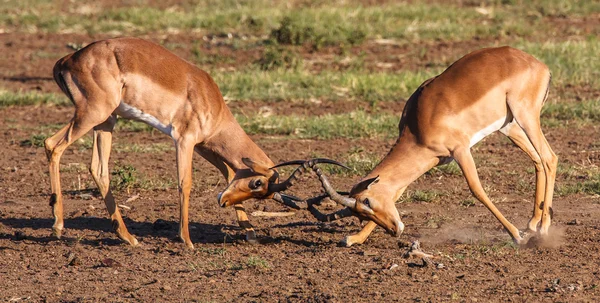 Impala carneros luchando — Foto de Stock