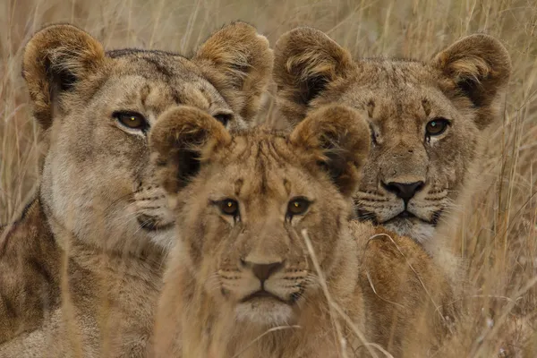 Lwa afrykańskiego — Zdjęcie stockowe