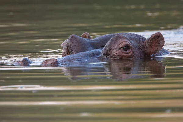 Ippopotamo — Foto Stock