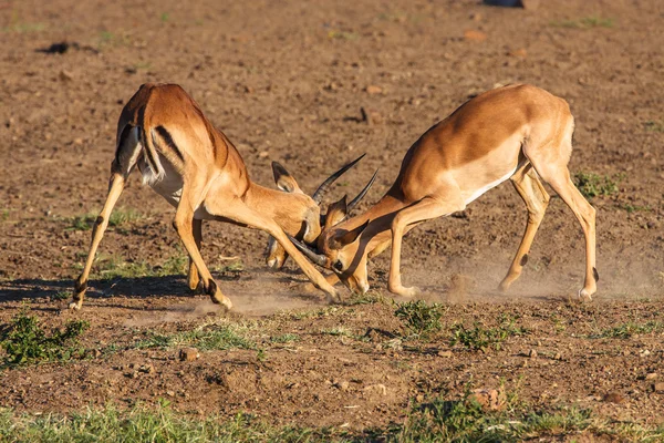 Impala carneros luchando Fotos de stock libres de derechos