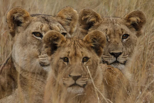 Afrikaanse leeuw Rechtenvrije Stockafbeeldingen