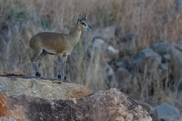 Klipspringer — Stock Photo, Image