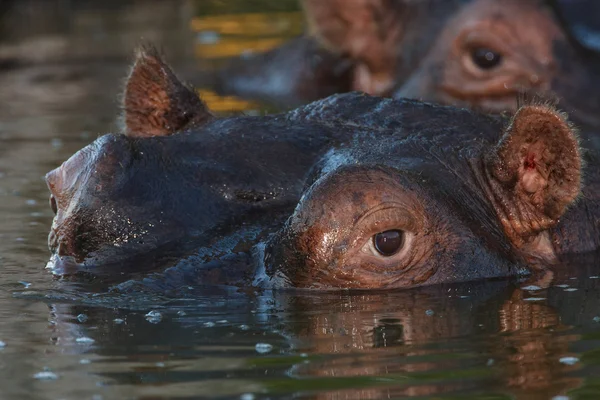 Oglądaj hipopotam — Zdjęcie stockowe