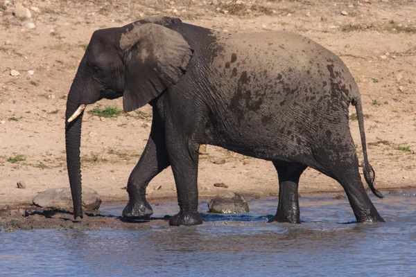 Elefante africano — Foto Stock