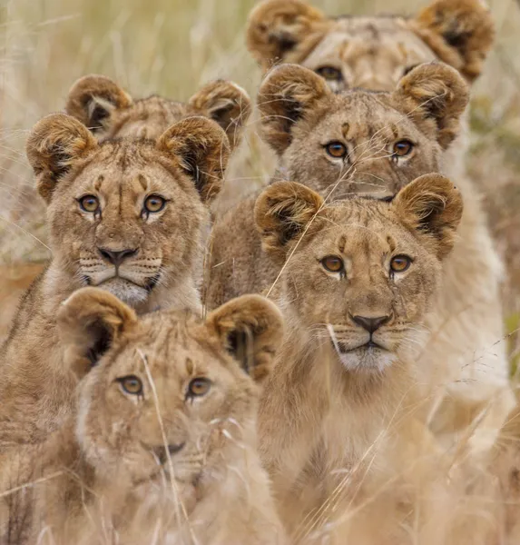 Afrikaanse leeuw Stockfoto