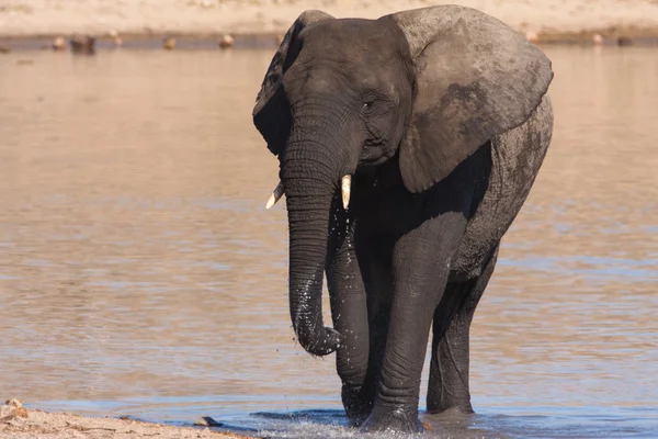 Afrikansk elefant Royaltyfria Stockbilder