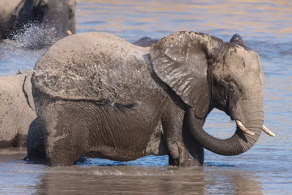 Afrikansk elefant – stockfoto