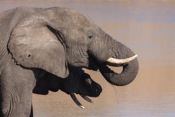 Elefante africano — Foto Stock