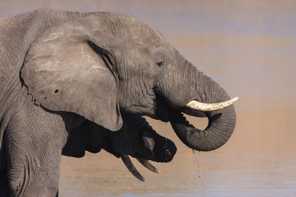 Afrikanischer Elefant — Stockfoto