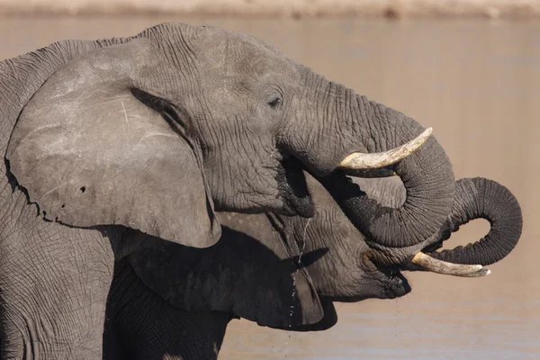 Elefanti africani bere — Foto Stock