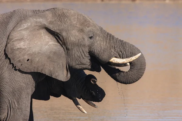 Afrikansk elefant – stockfoto