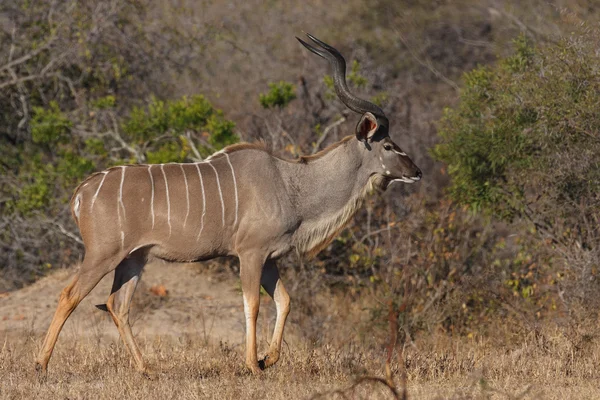 Kudu bull — Stock Photo, Image