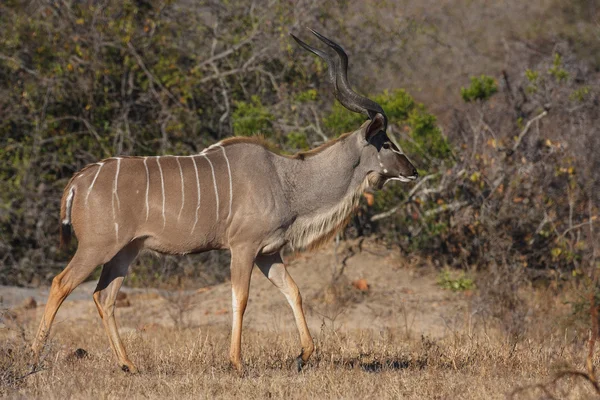 Kudu byka — Zdjęcie stockowe