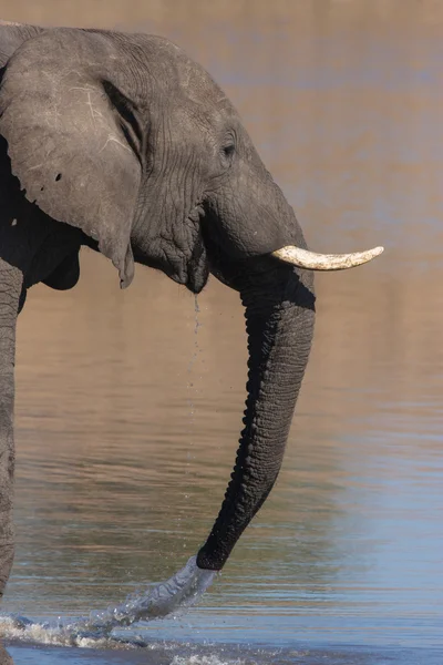 Afrikaanse olifant Stockfoto