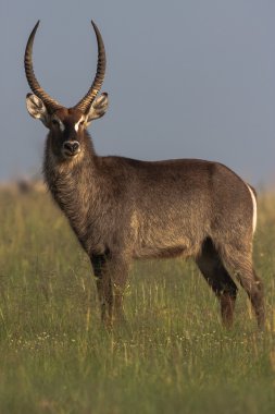 waterbuck boğa