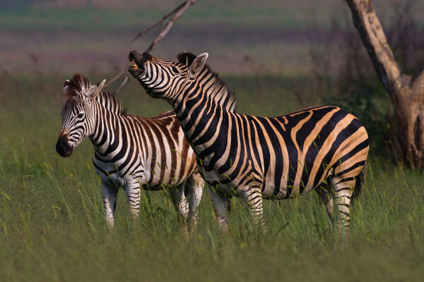 Two Burchells Zebra standing in short green grass