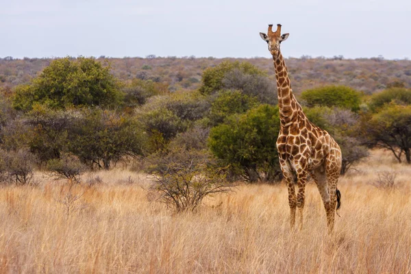 Giraffa — Foto Stock