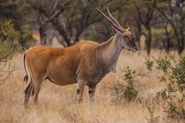 Eland kráva — Stock fotografie