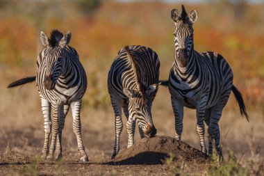 Zebra Trio