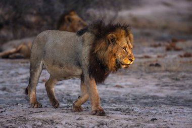 mapogo 변 태mapogo sapık