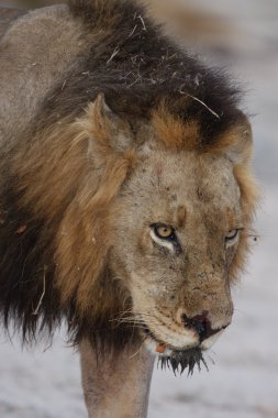 Mapogo Lion clipart