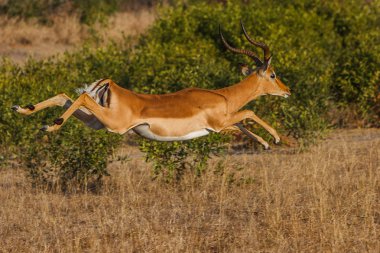 Impala atlama