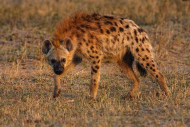 Spotted Hyena clipart