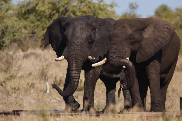 Elephants — Stock Photo, Image