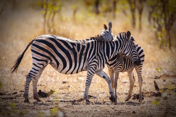 Zebra e falta — Fotografia de Stock