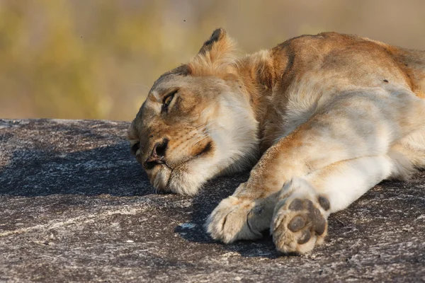 Lazy Lion — Stockfoto