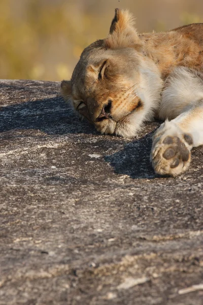 León perezoso —  Fotos de Stock