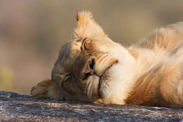 Lion paresseux — Photo