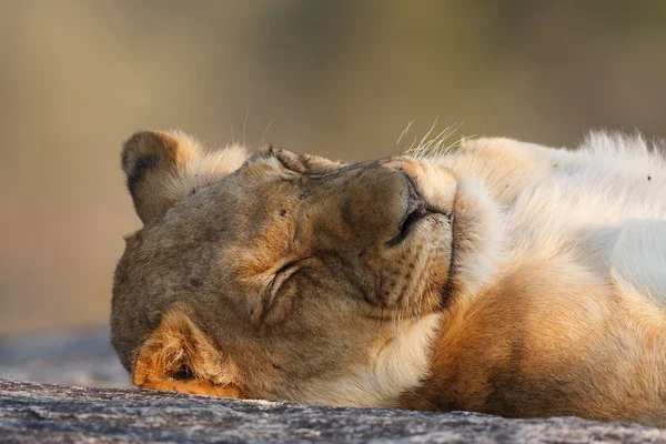 怠惰なライオン — ストック写真