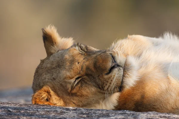 怠惰なライオン — ストック写真
