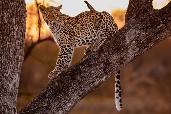 Leppard en el árbol — Foto de Stock