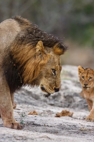 Male Lion — Stock Photo, Image