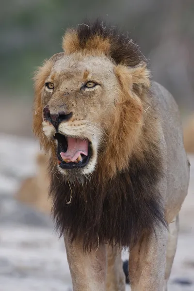 Mapogo lejon — Stockfoto