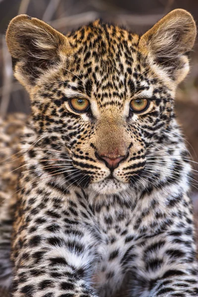 Leppard cub — Stockfoto